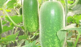 911爆料大揭秘 吃瓜大瓜事件,吃瓜群众眼中的惊天大瓜事件